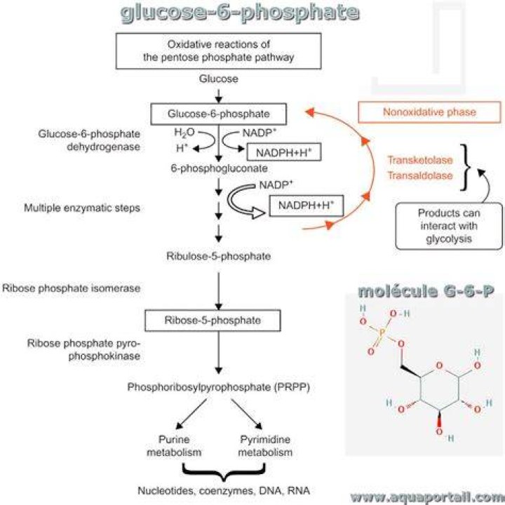 Does g6p inhibit glucokinase?