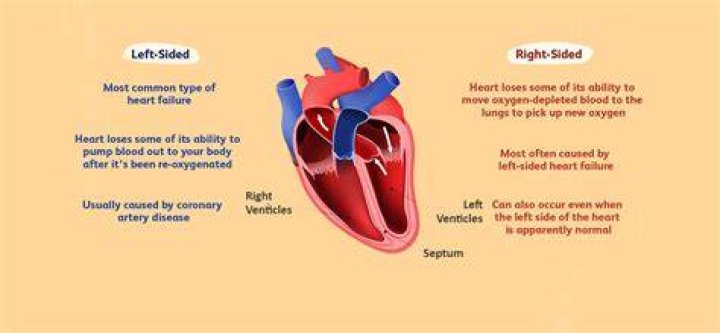 What type of circulation does the left side of the heart perform?