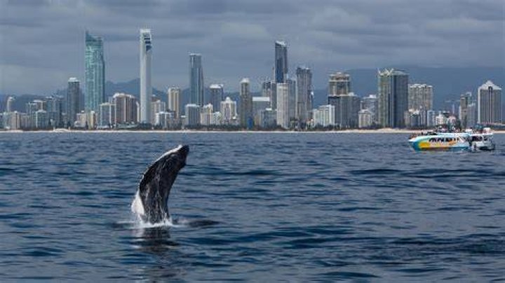 Where Does Gold Coast get its water from?
